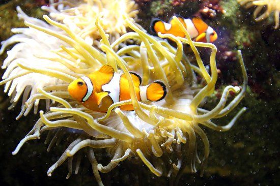 Aquarium du Limousin